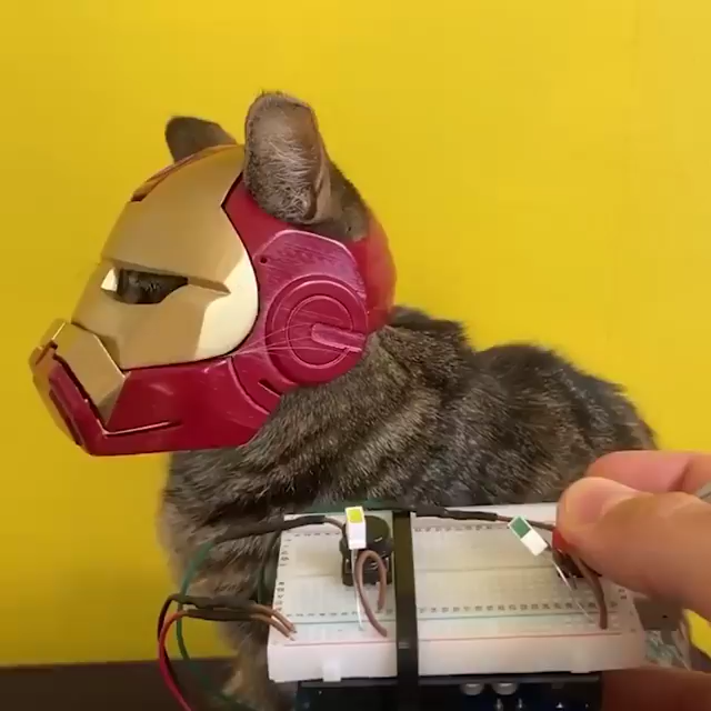 Làm Mặt Nạ Iron Man Cho Mèo